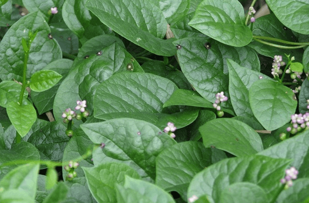 葵菜：古老的蔬菜，曾被称为“白菜之主”，如今却遭人嫌弃少人种