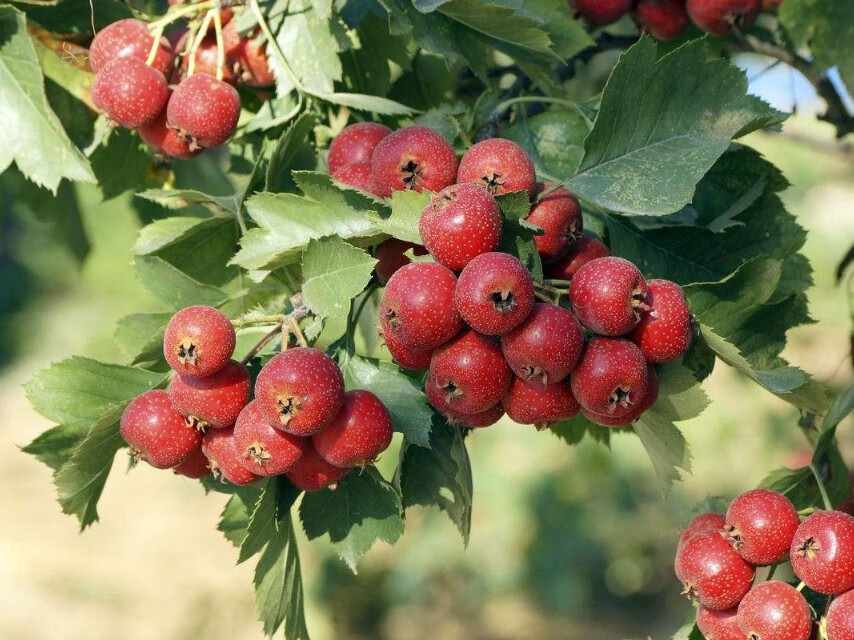 山楂甘草茶做法(山楂陈皮茶)