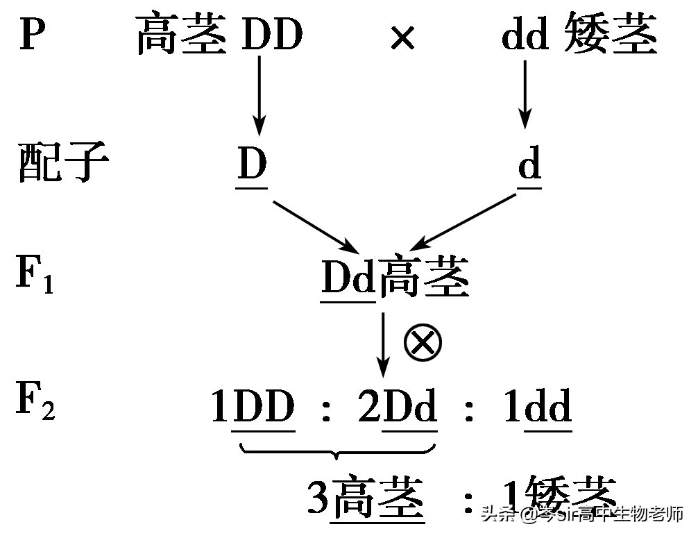 分离定律的应用及解题方法(分离定律和自由组合定律)