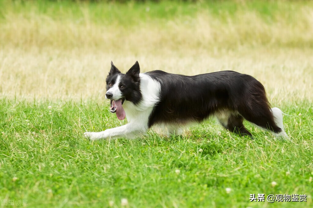 养狗不能黑头白尾巴吗(黑头白尾的狗为什么不能养)