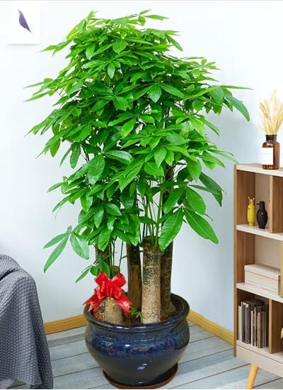 五杆发财树(图1)