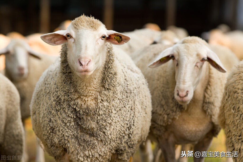 煮羊肉放什么调料好(羊肉放什么调料好吃)