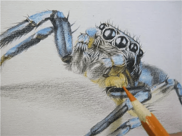 3d蜘蛛(蜘蛛怎么画3d)