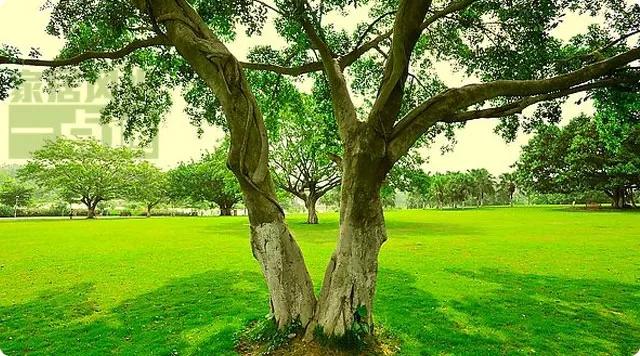 草木茂盛的地方风水草木茂盛