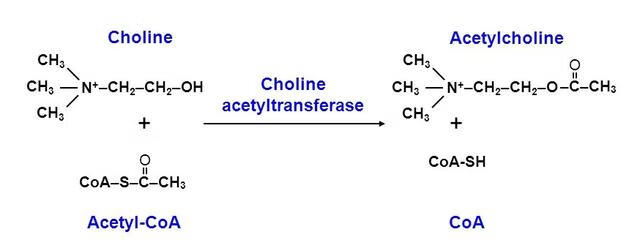 乙酰胆碱的化学本质是什么(乙酰胆碱是不是蛋白质)