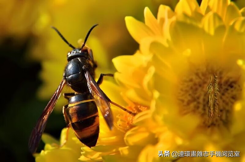 《昆虫记》精彩片段赏读