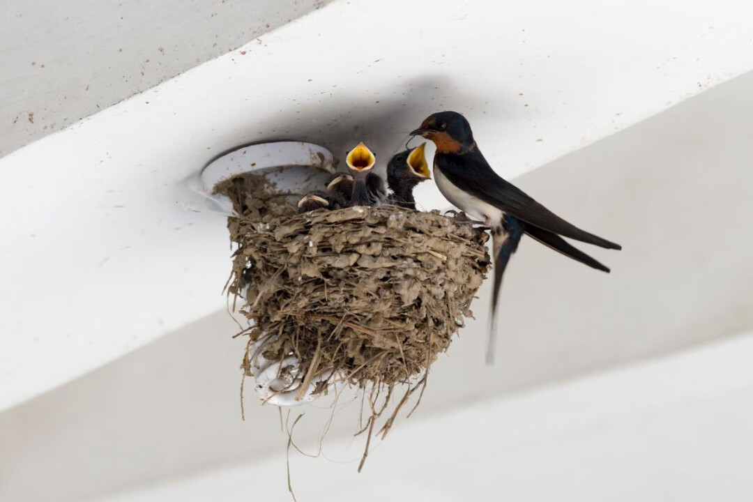 鳥窩搭建你家風水(鳥巢風水分析)