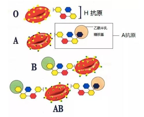 b型血跟o型血生的孩子是什么血型(妈妈o型爸爸b型孩子聪明吗)