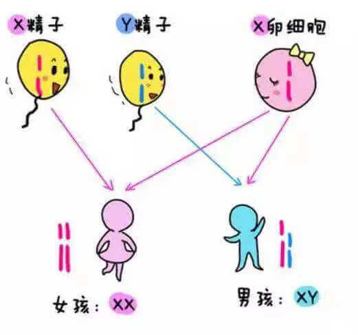 2020年男女清宫表准不准