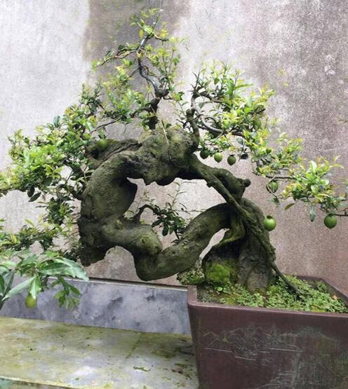 黄杨树在风水中寓意黄杨树的风水