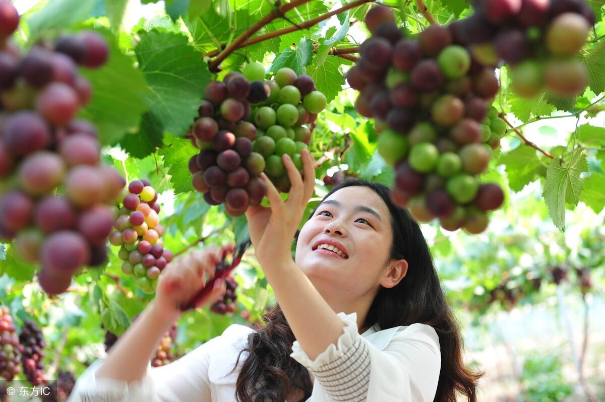 怀孕了吃葡萄宝宝眼睛会大吗(孕妇几个月吃葡萄眼睛大)