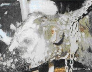 牛皮肤癣的病理(牛皮皮癣怎么治愈)