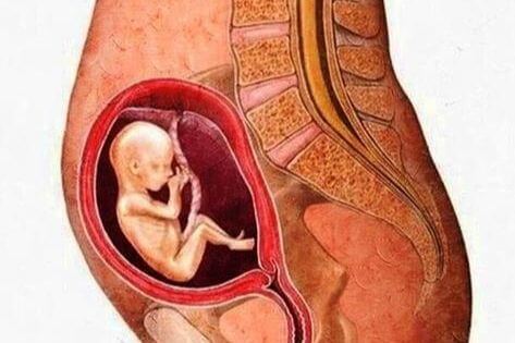 怀孕四个月男胎儿图片(怀孕4个月胎儿男宝图片)