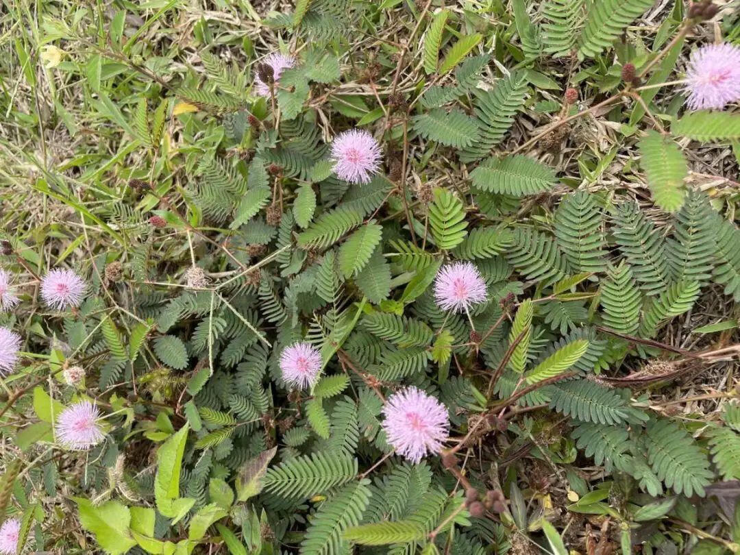 有毒的花有哪些(有毒性的花有哪些)