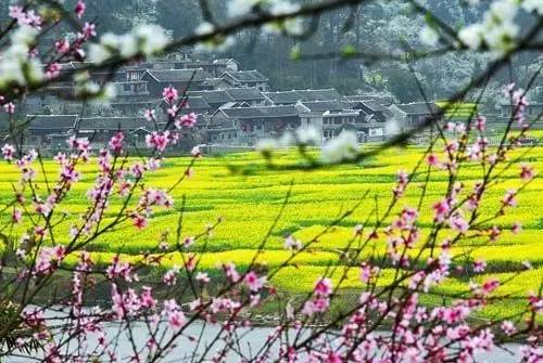 油菜花的诗句(到底什么是油菜)