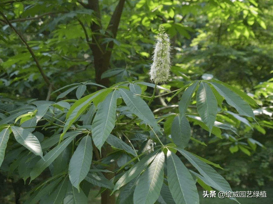 小叶榆树寓意风水(榆树风水禁忌)