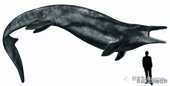 沧龙出海风水好不好(沧龙和上龙)