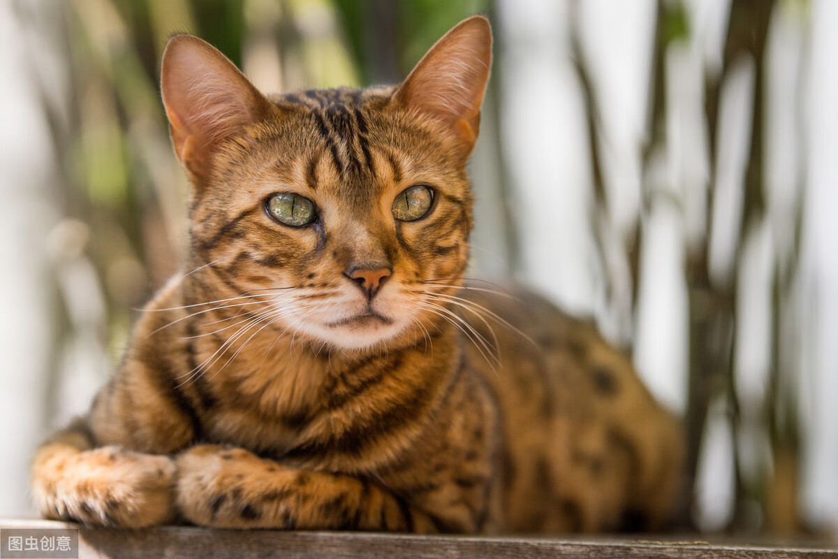 狸猫哪里多 哪里多(狸花猫哪里可以打)