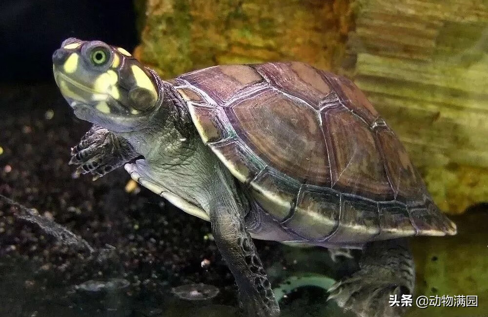 是龟鳖目侧颈龟科的一属,主要有黄头侧颈龟,红头侧颈龟,巨型侧颈龟,六