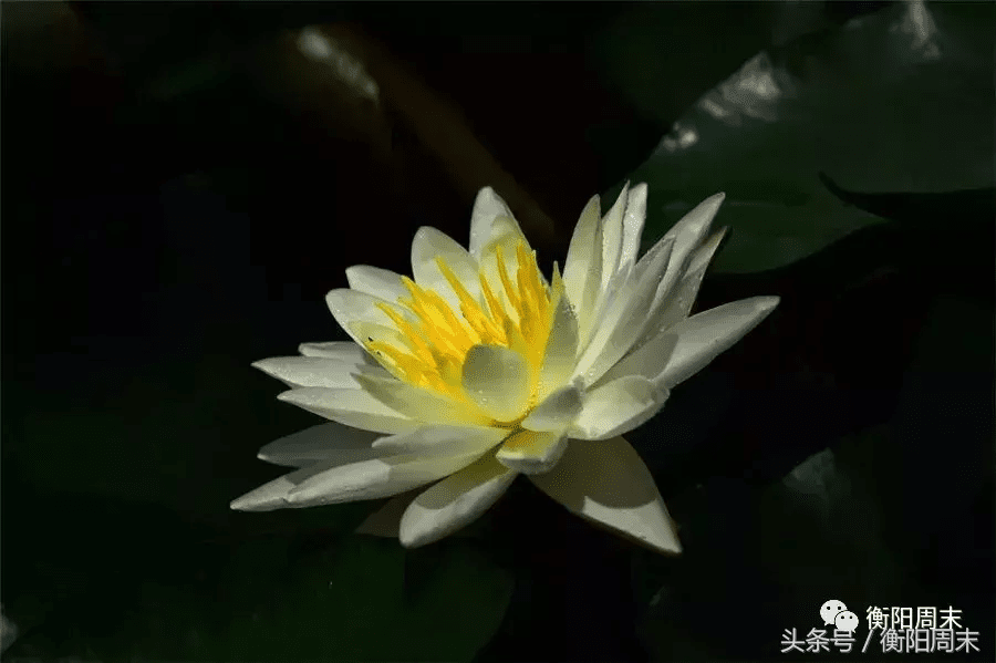 荷花地风水宝地(开莲花的风水宝地)