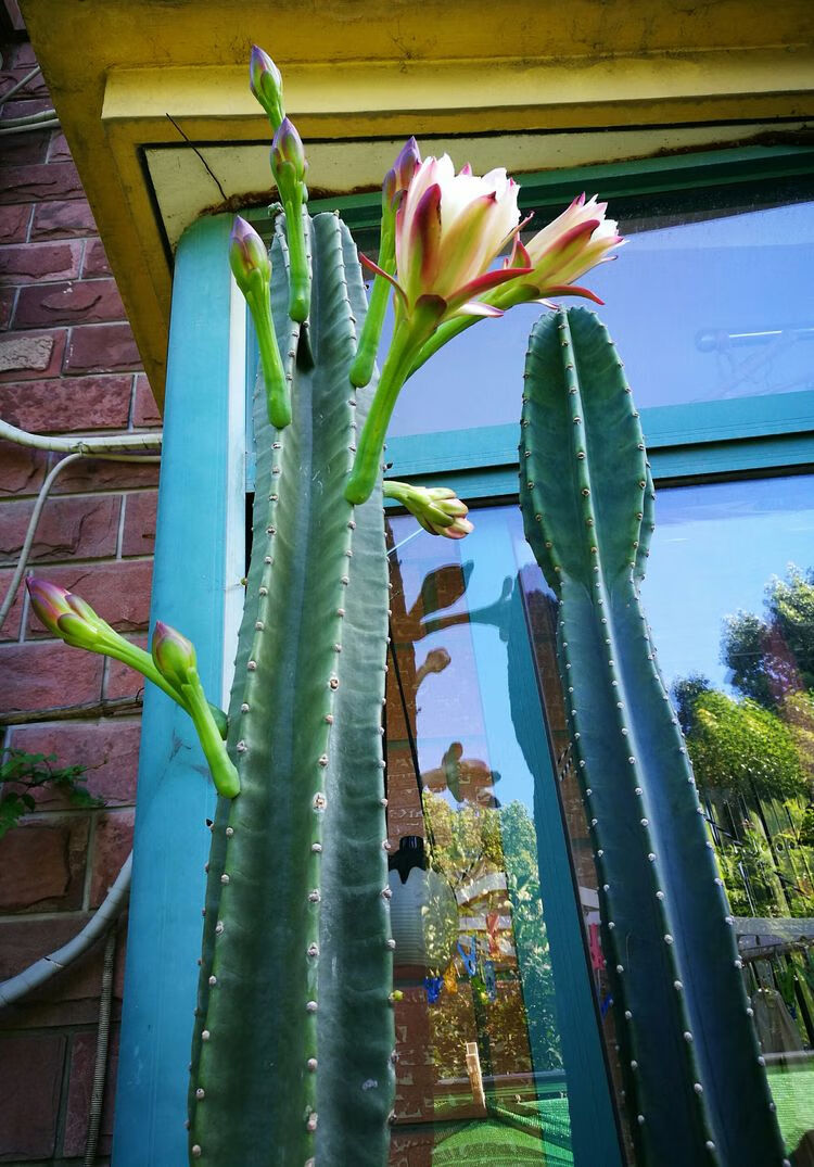 楼顶种植物风水(一楼小花园设计风水)