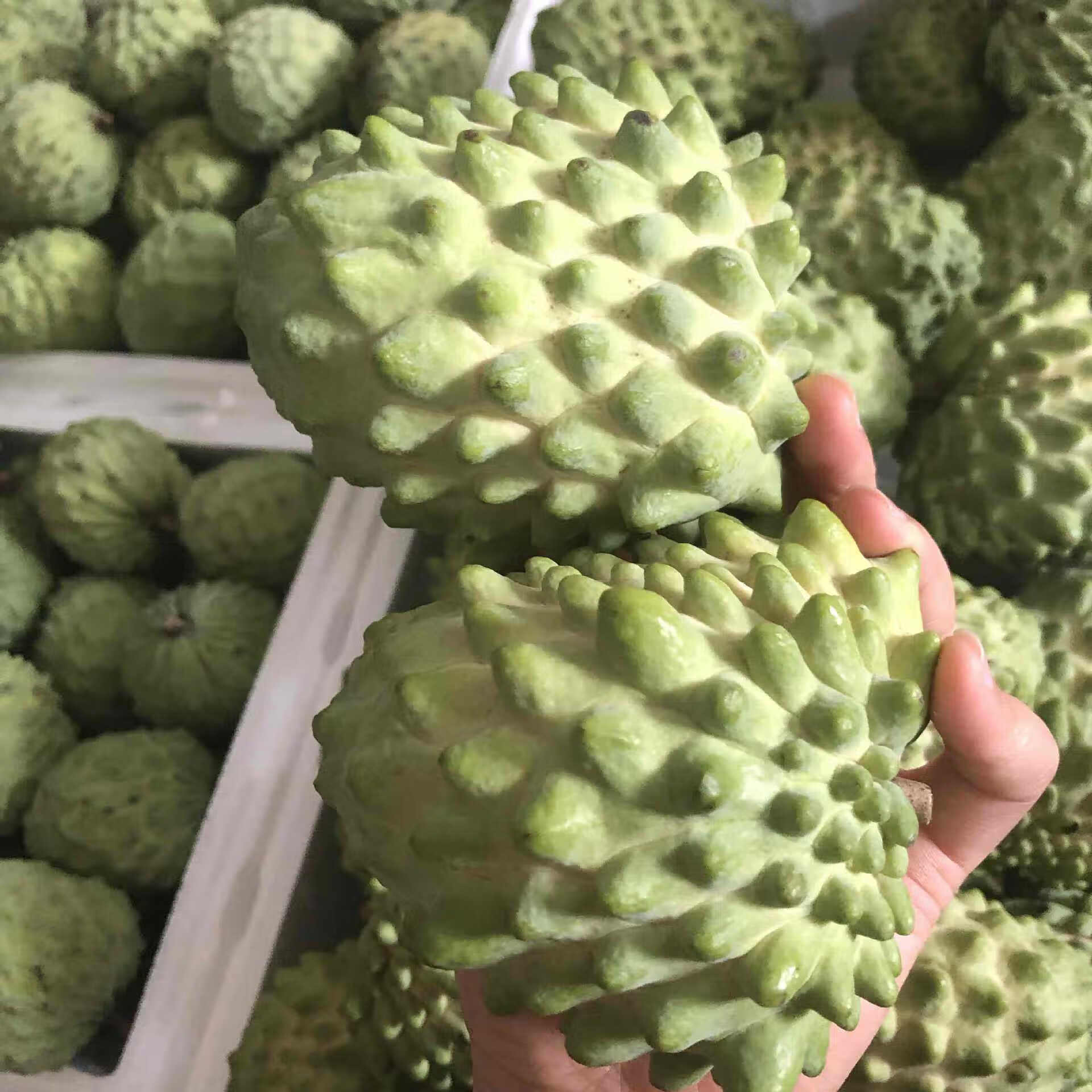 释迦果怎么吃(释迦摩尼果怎么吃)