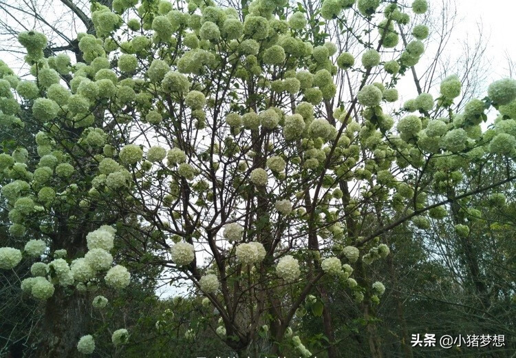 绣球花有毒吗?(绣球花的毒性大不大)