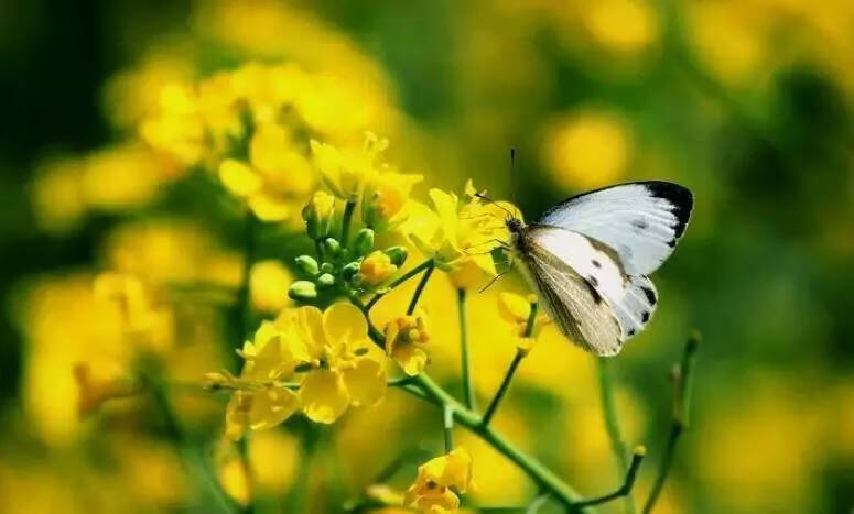 油菜花的诗句(到底什么是油菜)