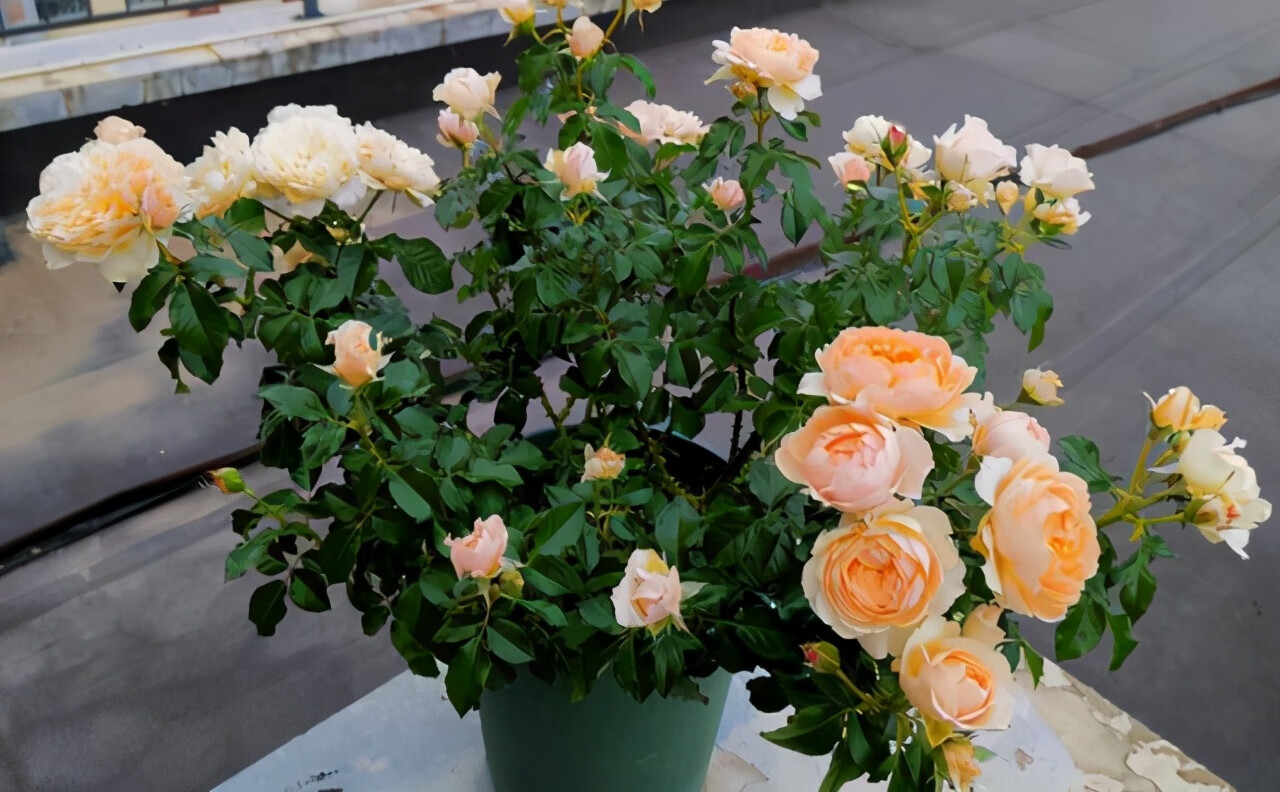 花草旺盛风水上好吗(家里花草旺盛代表风水好吗)