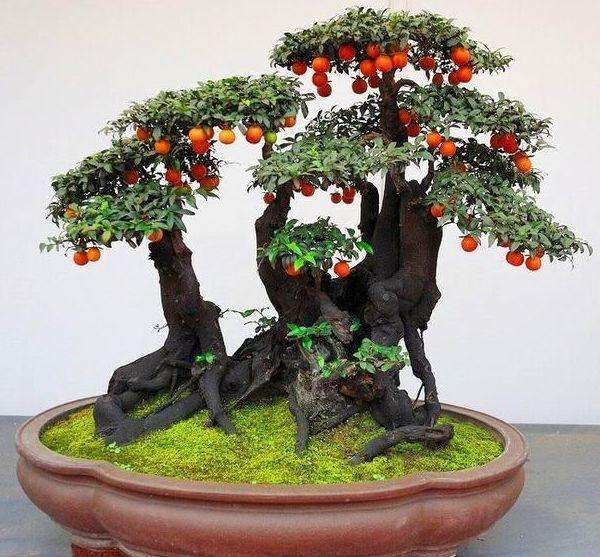 黄杨树在风水中寓意黄杨树的风水