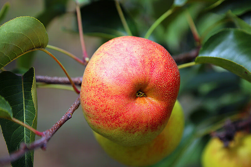 苹果梨是梨还是苹果(苹果和梨子怎么做)