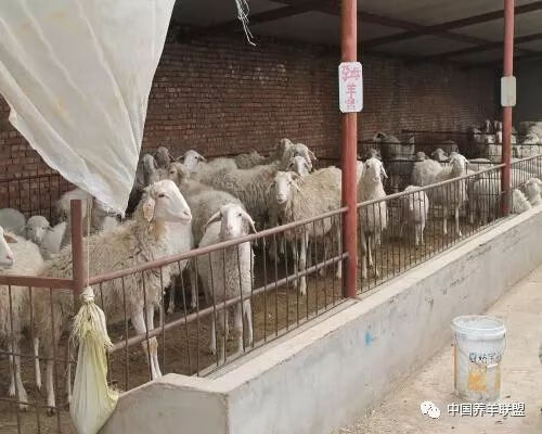 羊场选址风水(养羊在自家院子里影响风水吗)