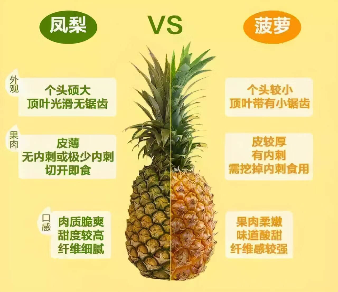 菠萝 凤梨 区别(菠萝和凤梨到底有什么区别?)