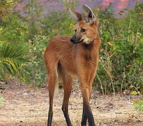 皱鳃鲨鱼(六鳃鲨)