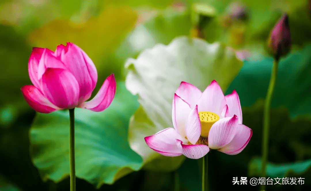 荷花什么时候开放时间几点