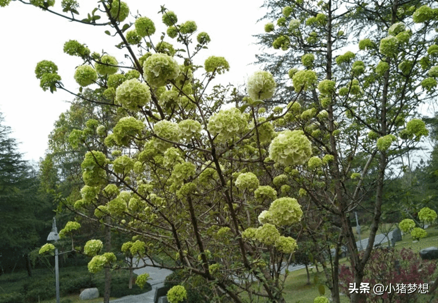 绣球花有毒吗?(绣球花的毒性大不大)