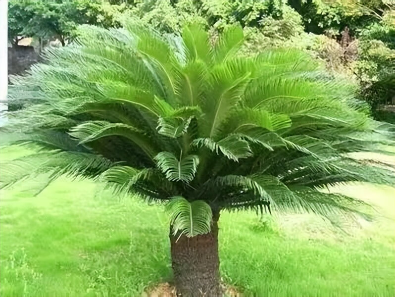 铁树花图片(铁树花多少钱一斤)