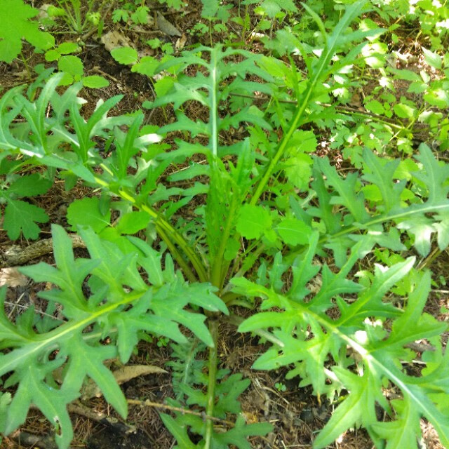 东北山野菜都有哪些(东北山野菜图片)