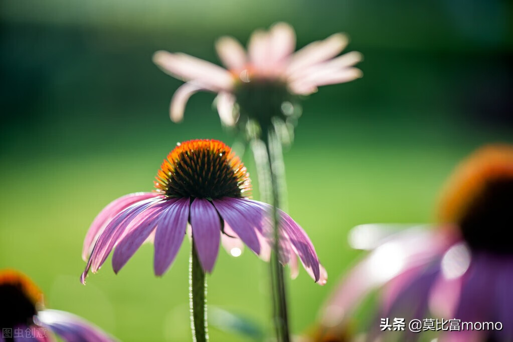 体细胞免疫疗法(细胞疗法)