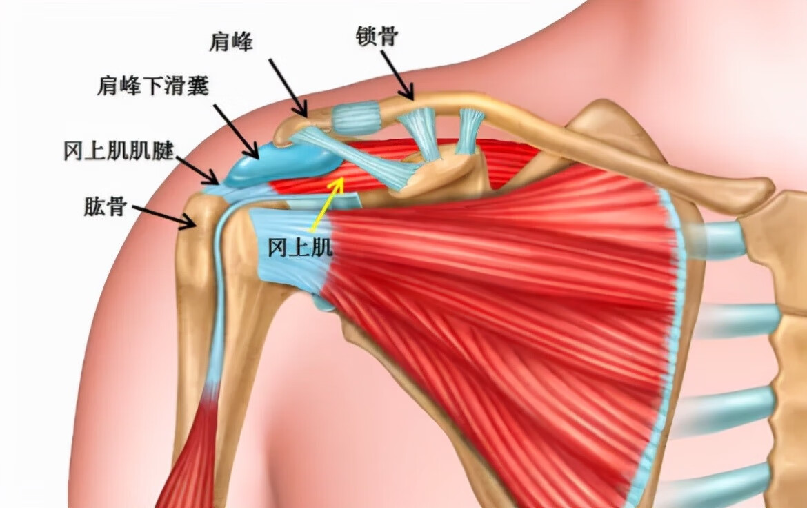 肩周炎的特征是什么(肩周炎的起因)