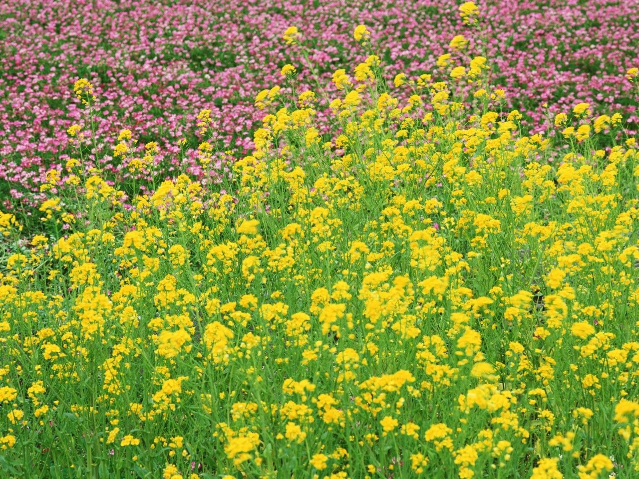 油菜花的诗句(到底什么是油菜)