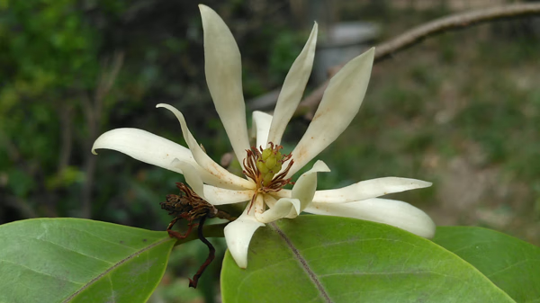 白兰花的风水(白花葱兰图片)