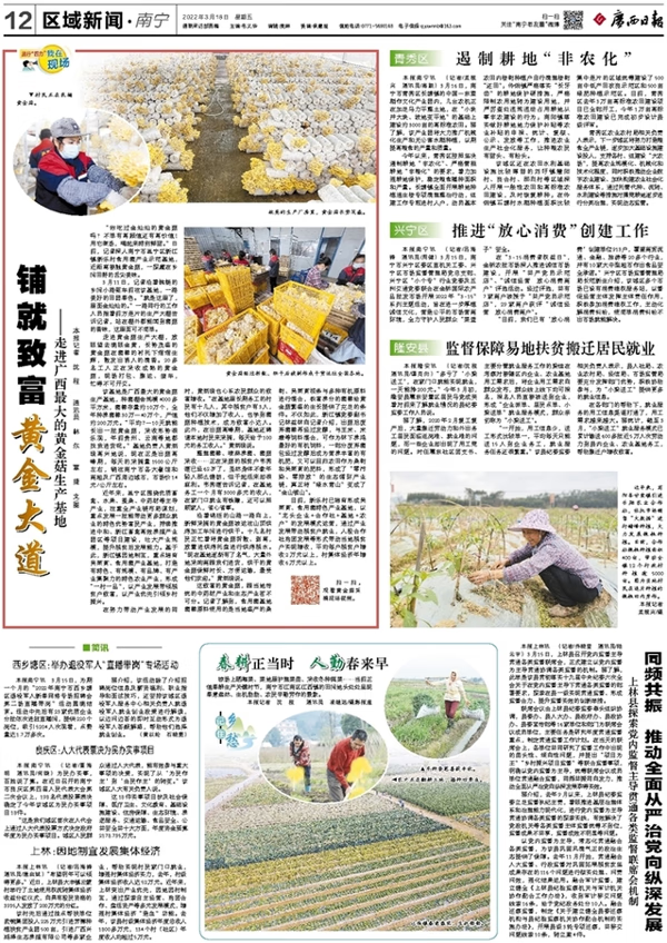 黄金菇图片(金菌菇)