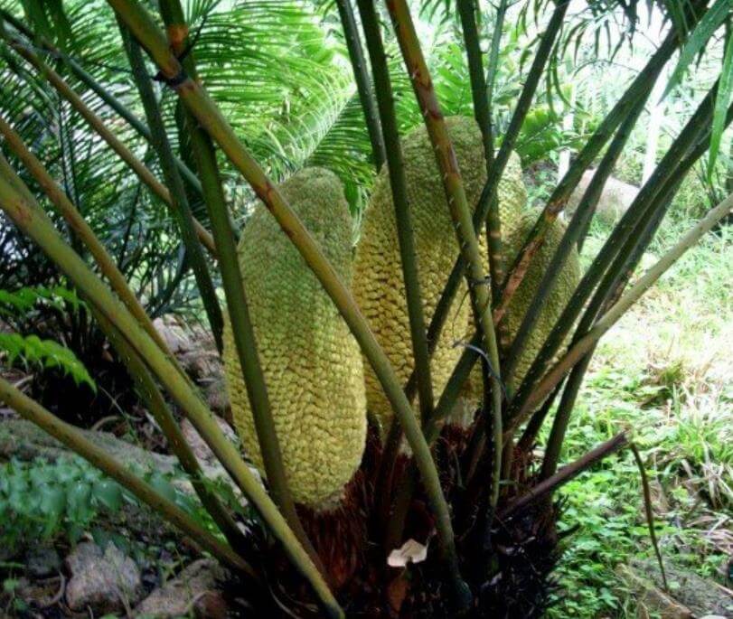 植物界的活化石是什么(什么被称为植物界的活化石)