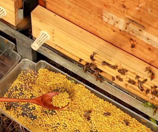 蜂花粉的作用与功效(蜂花粉研究)
