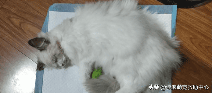 12315可以投诉交易猫吗(交易猫卖家被申诉)