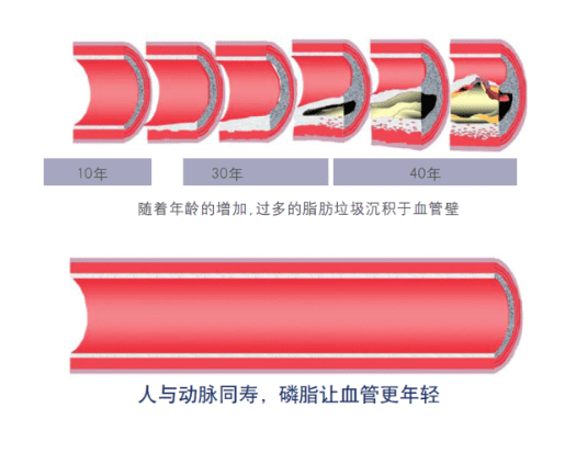 卵磷脂的功效与作用(卵磷脂什么功效和作用)