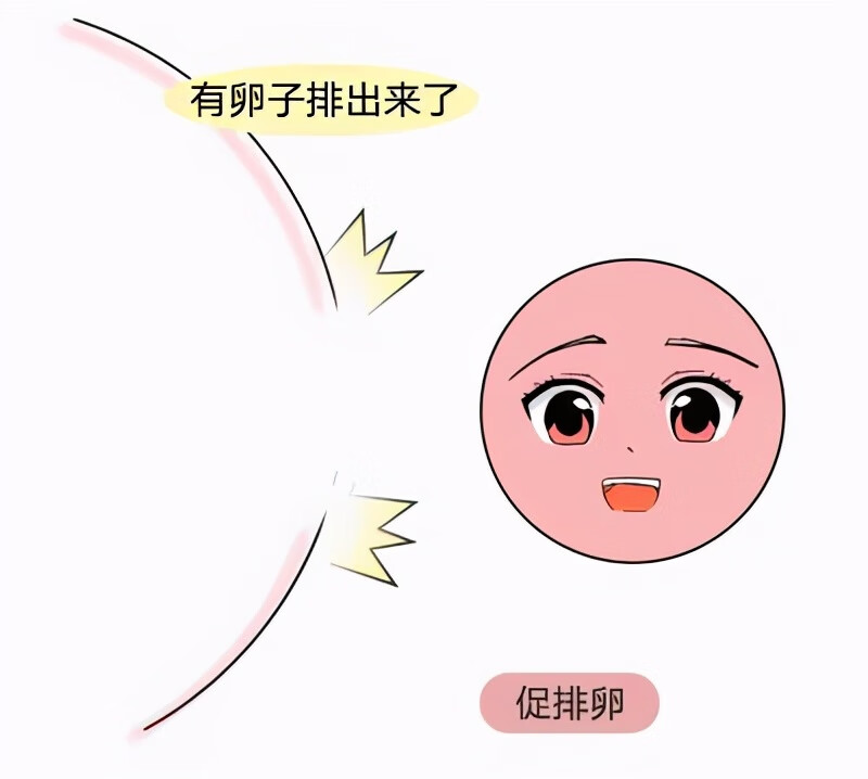 多囊卵巢一般怎么治(多囊卵巢怎么治疗最好最有效)