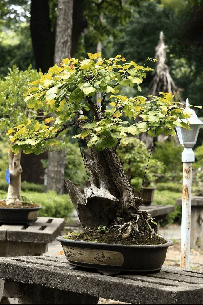 银杏叶地毯寓意和风水银杏摆件的寓意和风水