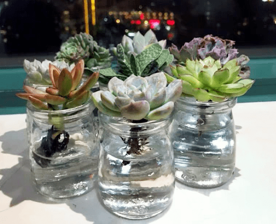 可以在水里养的花(水里面什么最好养)